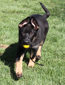 Azog z Glaurung german shepherd  ball